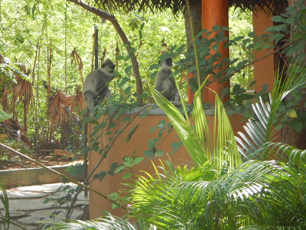 Sarada Beach Resort Yala Tissamaharama Kültér fotó